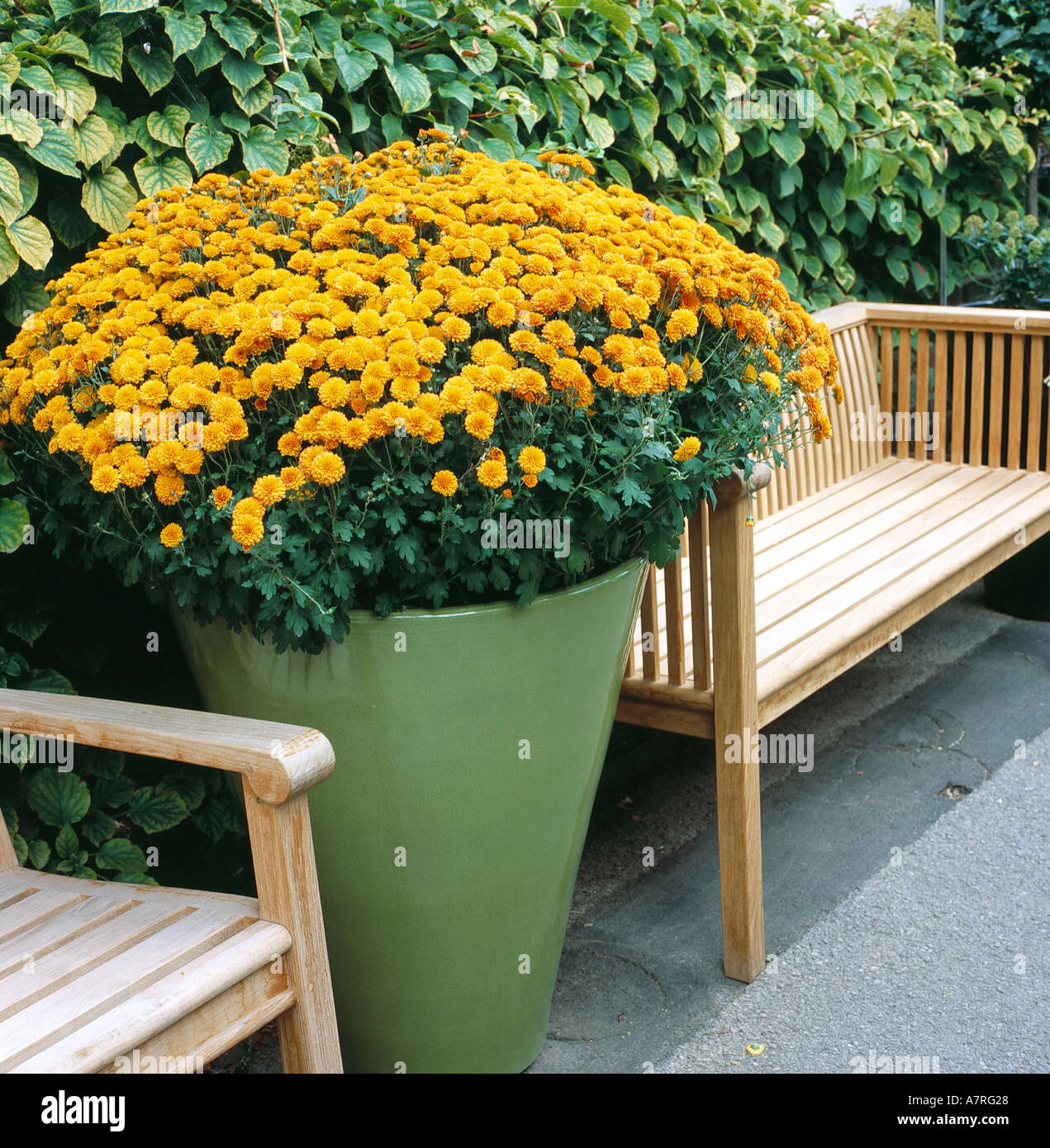 Potted chrysanthemums and wooden furniture at a garden centre Stock Photo