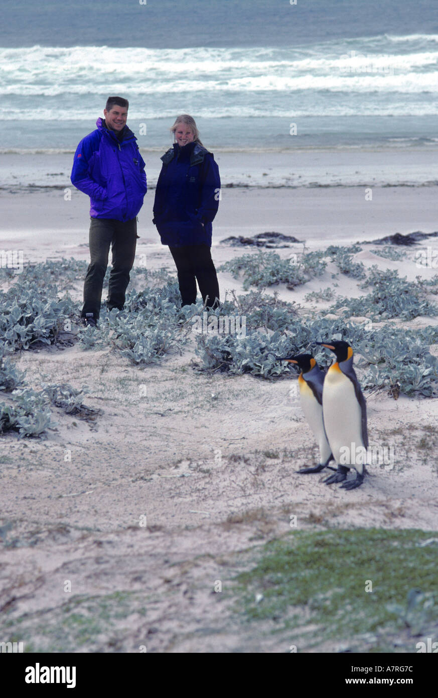 A young man and woman observe King Penguins on the beach at Volunteer Point, Falkland Islands Stock Photo
