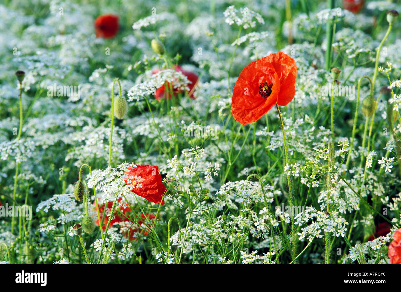 France, Loire, poppies in the middle of umbellifers Stock Photo