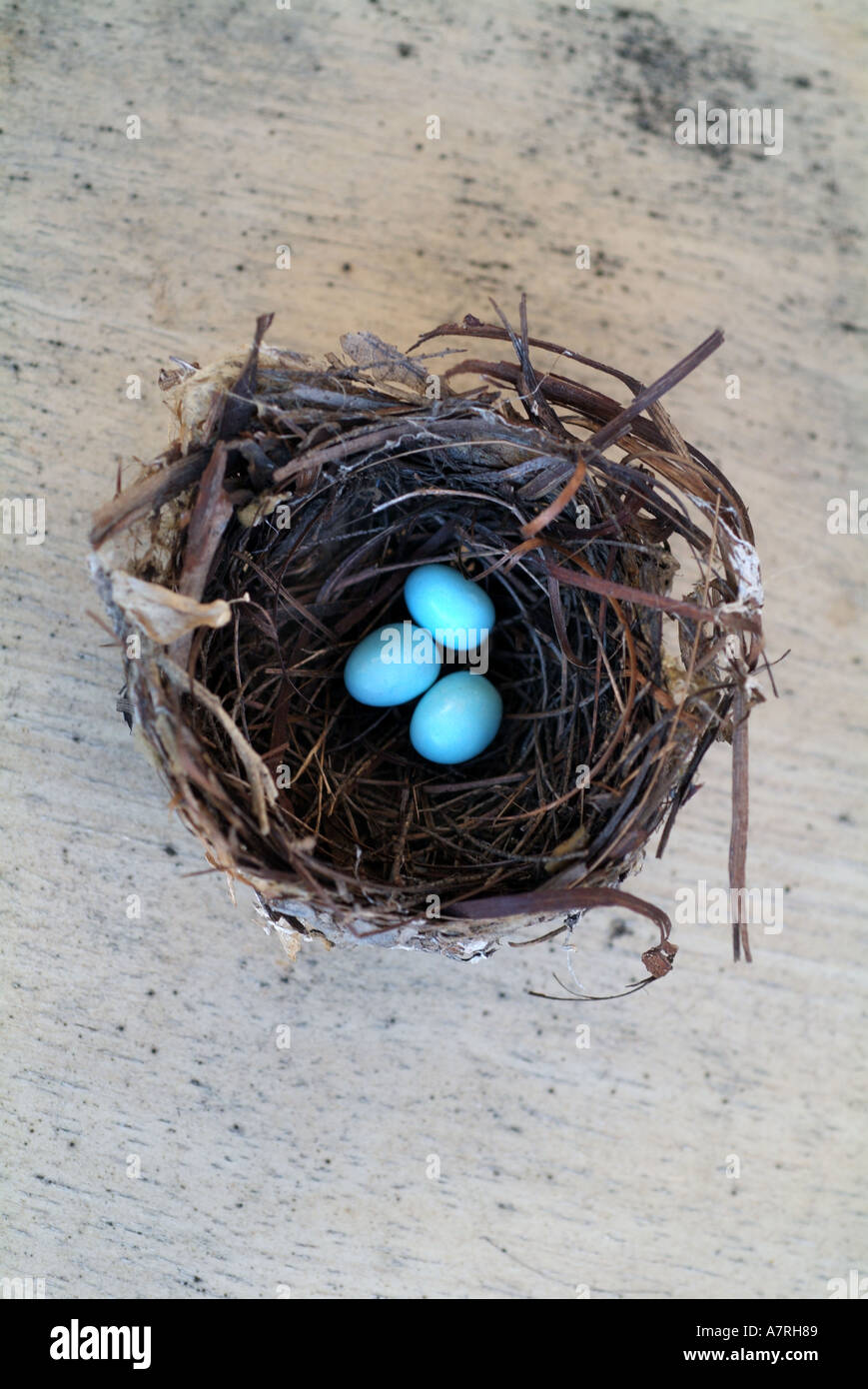 Three blue eggs in a nest Stock Photo