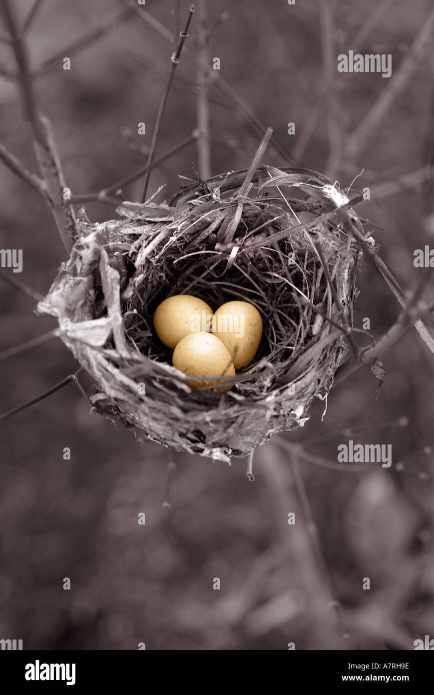 Golden nest eggs in a nest Stock Photo - Alamy