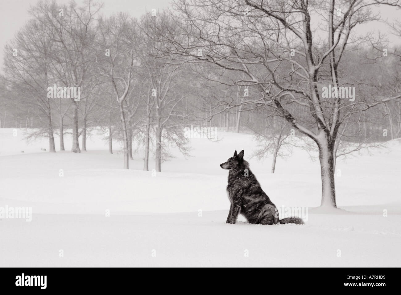 Snowy landscape with tranquil looking guard dog. Ethereal scenic with Zen-like dog. Stock Photo