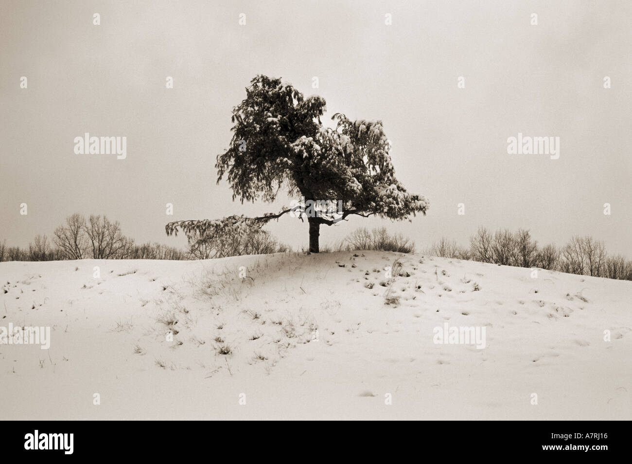 Simple tree in a snowy landscape Stock Photo
