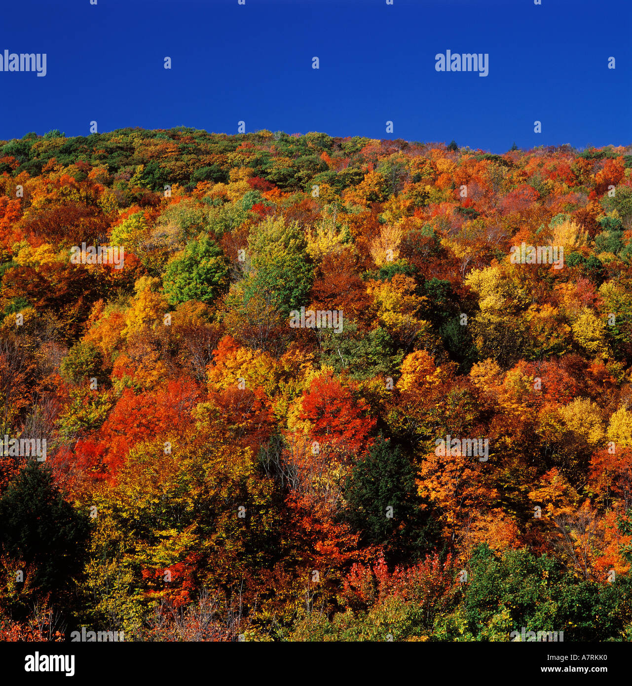 New england forest hi-res stock photography and images - Alamy
