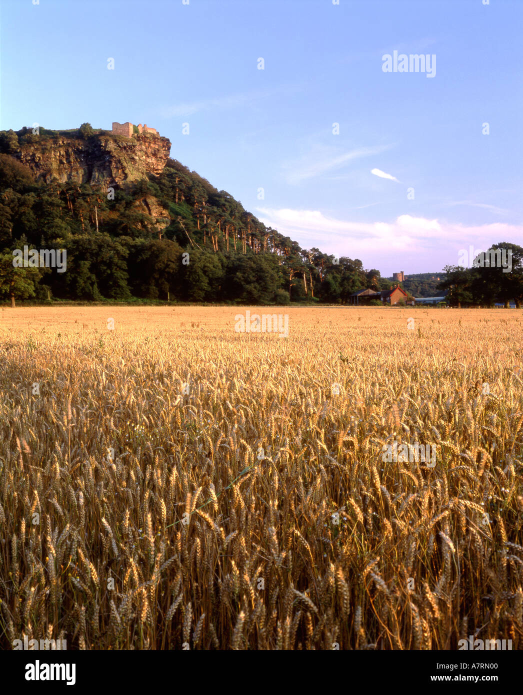 Golden Wheat Field and Home Farm Below Beeston and Peckforton Castles Beeston Cheshire UK Stock Photo