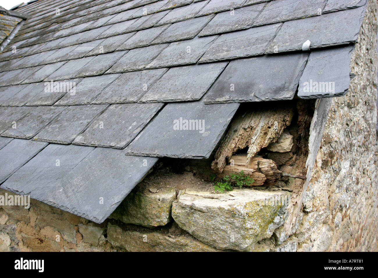 Welsh slate roof in need of repair holes in roof and woodworm in