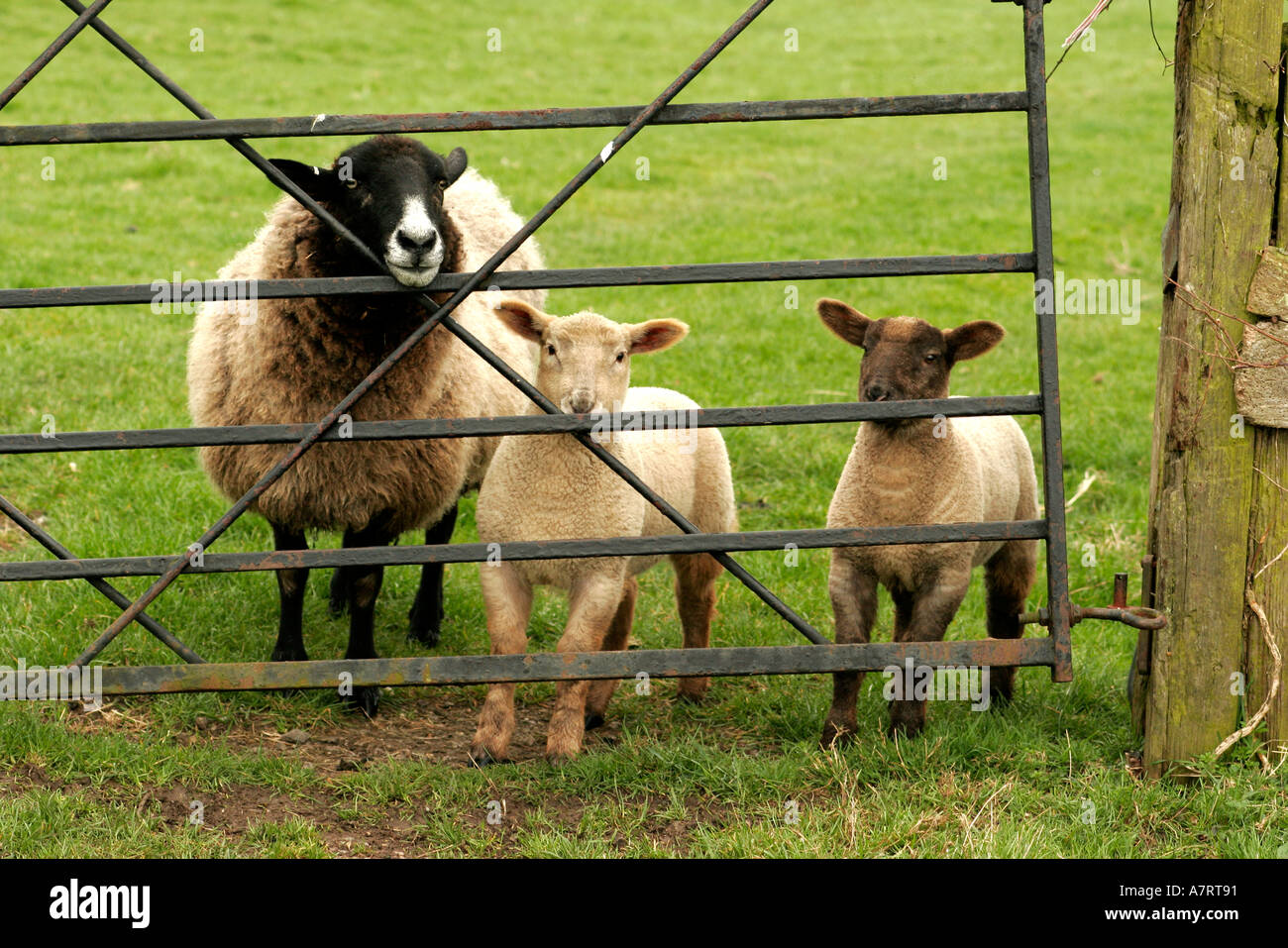 Family of sheep two lambs follow closely behind mother Stock Photo - Alamy