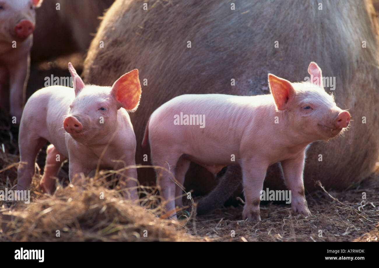 Two piglets on straw in pigsty Stock Photo