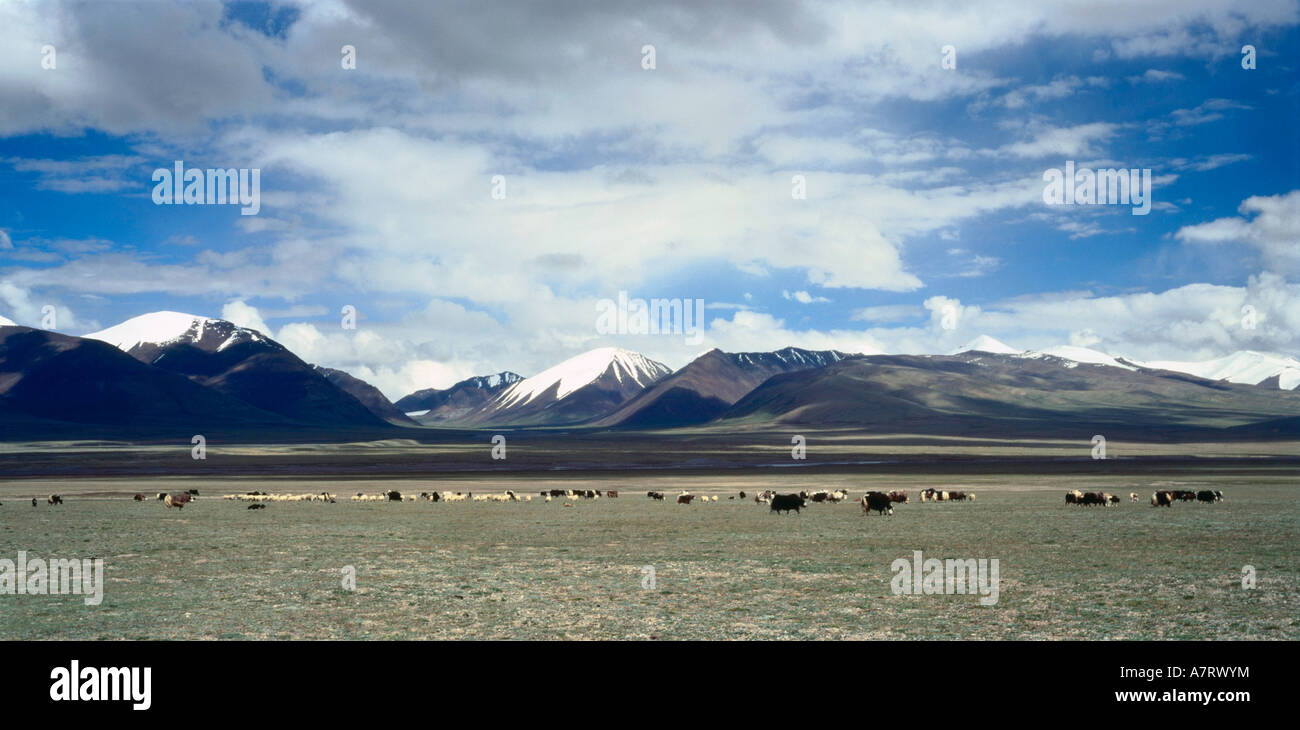 Cattle grazing in field, China Stock Photo