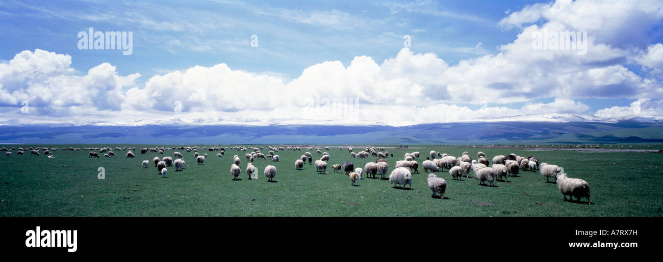 Flock of sheep in field, China Stock Photo