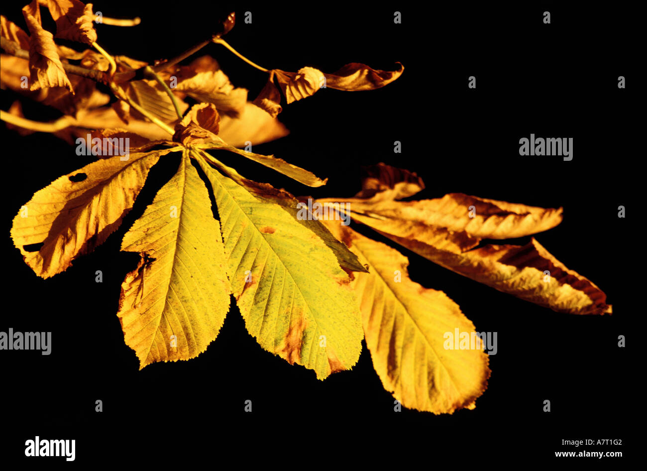 Nature tree chestnut hi-res stock photography and images - Alamy