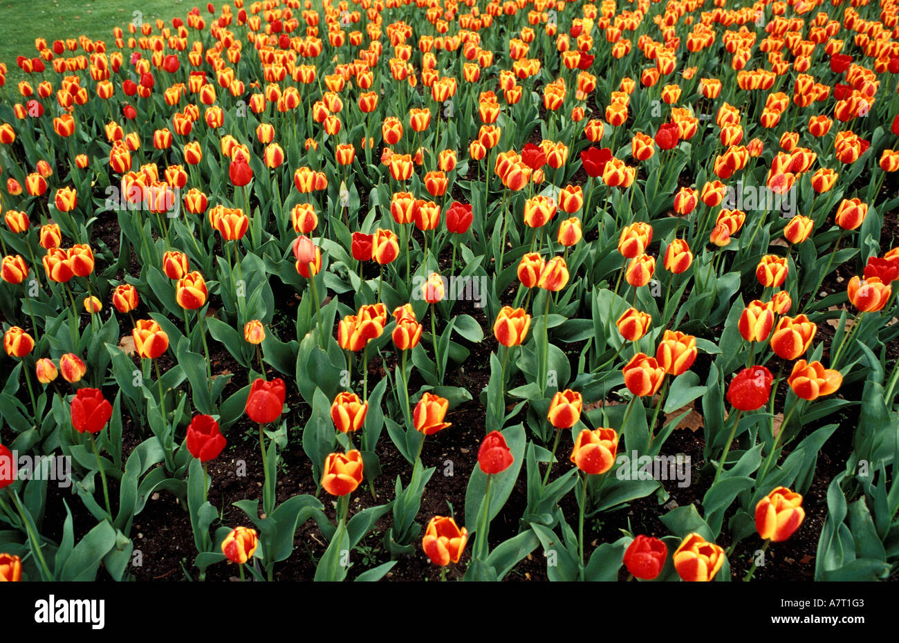 France, a flowerbed of tulips Stock Photo