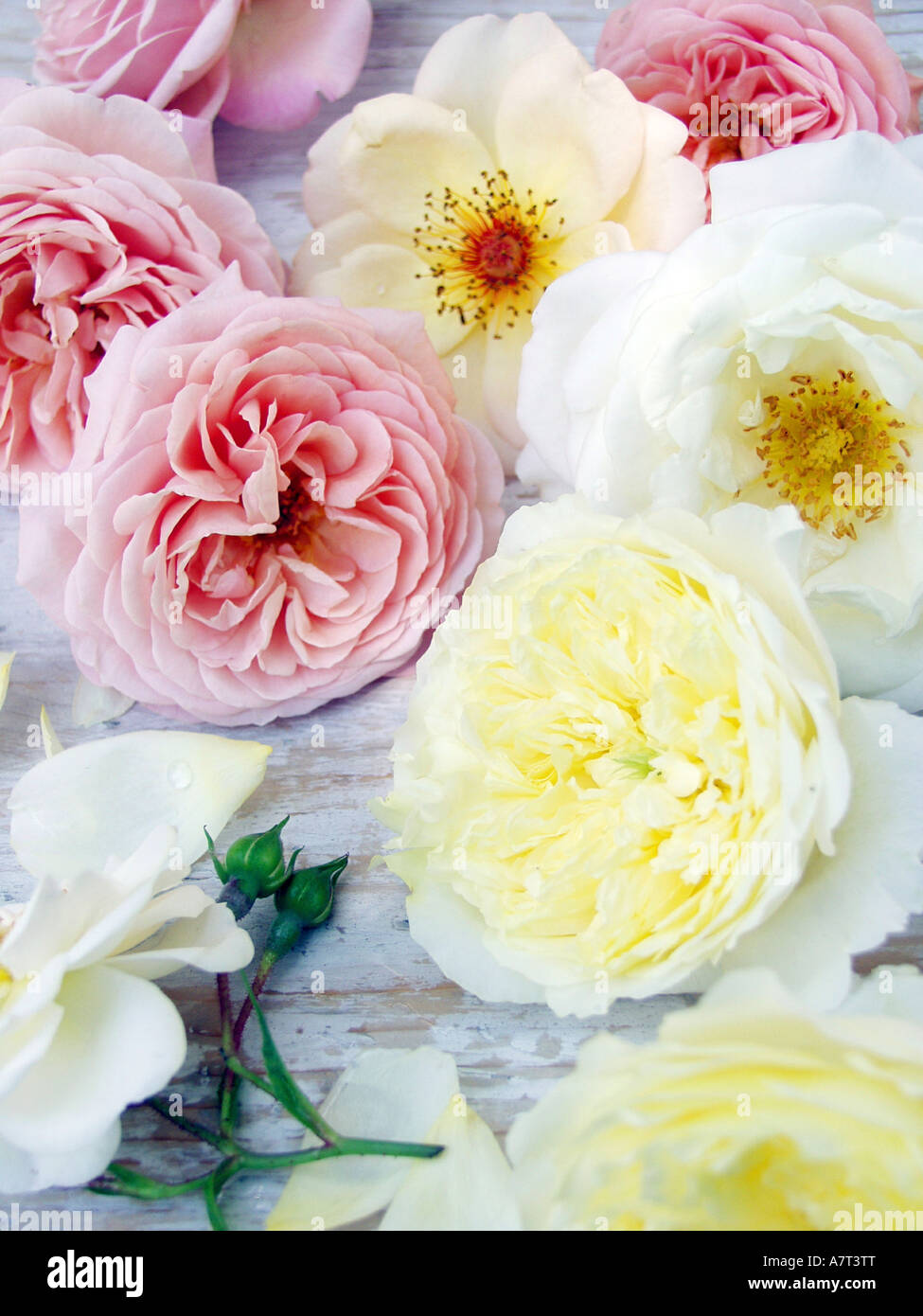 Close-up of roses Stock Photo - Alamy