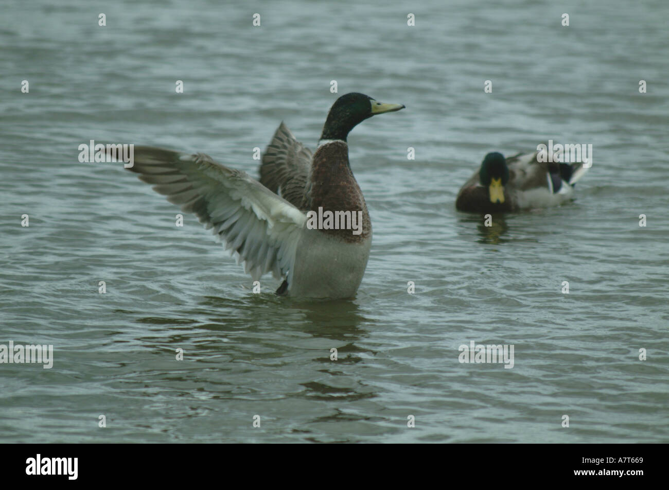 Ducks 0028 Stock Photo