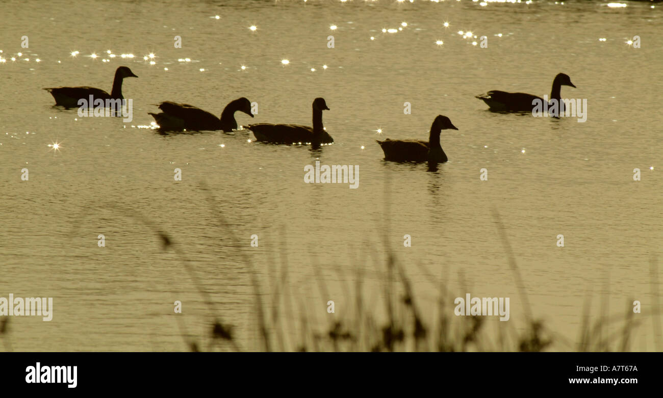 Ducks Stock Photo