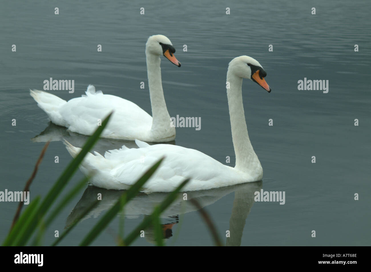 Swans0006 Stock Photo