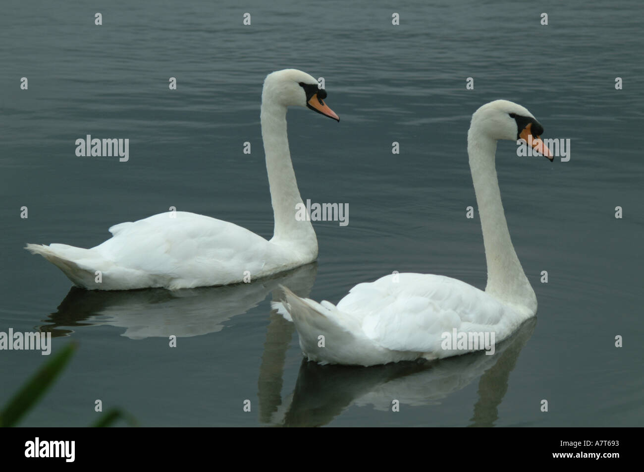 Swans0008 Stock Photo