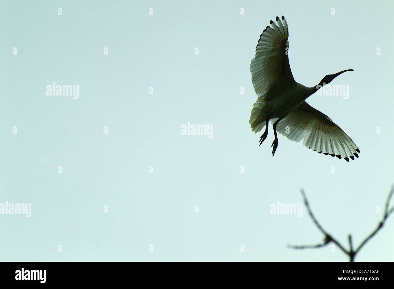 Ibis in flight Stock Photo