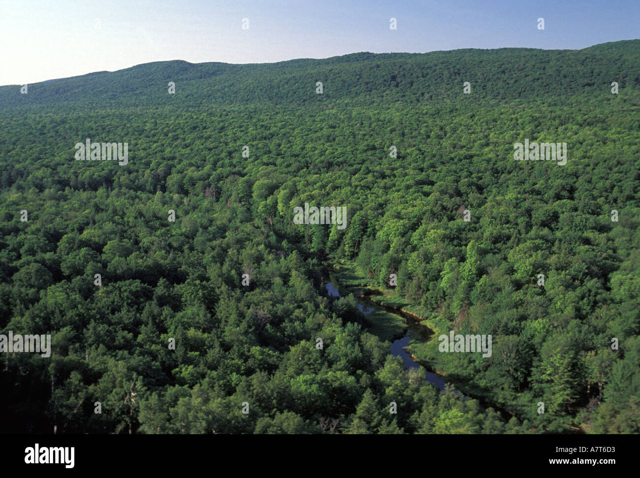 Pristine forest environment hi-res stock photography and images - Alamy