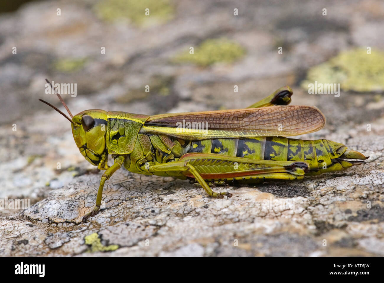 Close-up of Lubber Grasshopper (Romalea guttata) on stone Stock Photo ...