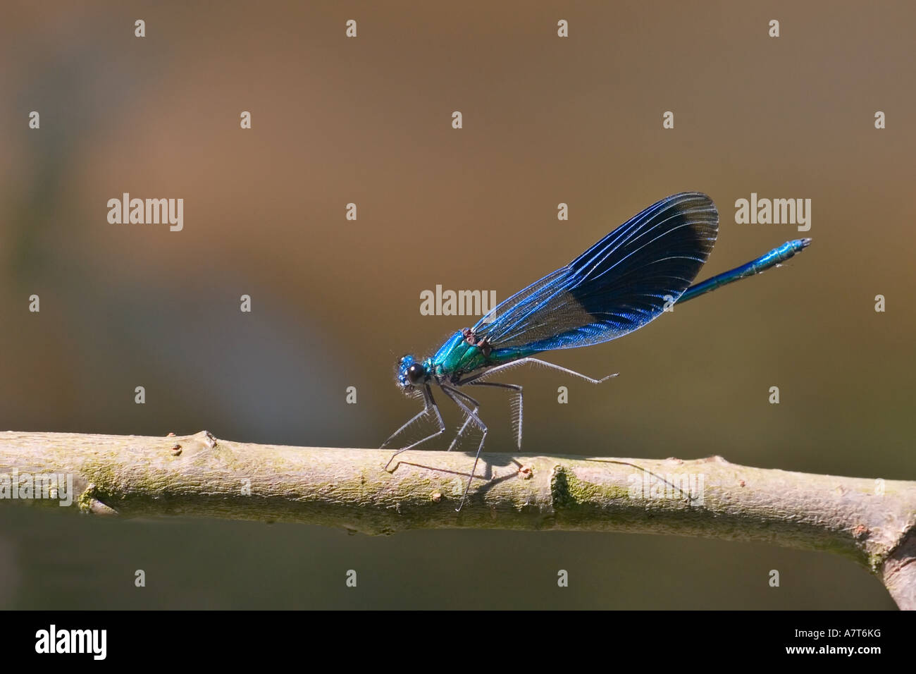 Close-up of Banded Demoiselle (Calopteryx splendens) on branch Stock Photo