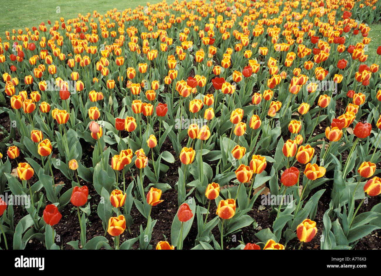 France, a flowerbed of tulips Stock Photo