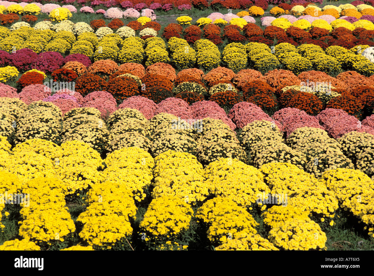 France, Isere, chrysanthemum cultivation Stock Photo
