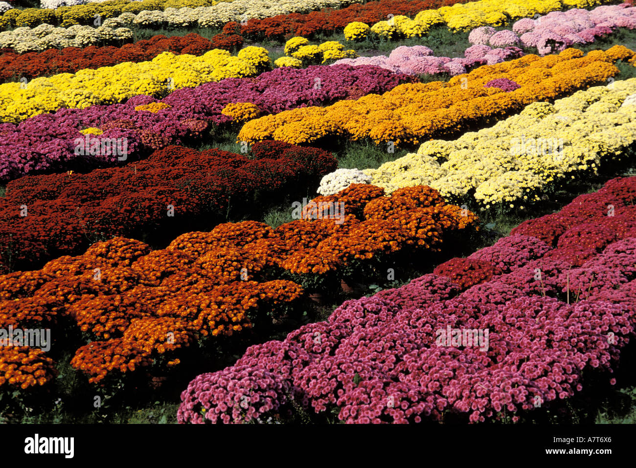 France, Isere, chrysanthemum cultivation Stock Photo