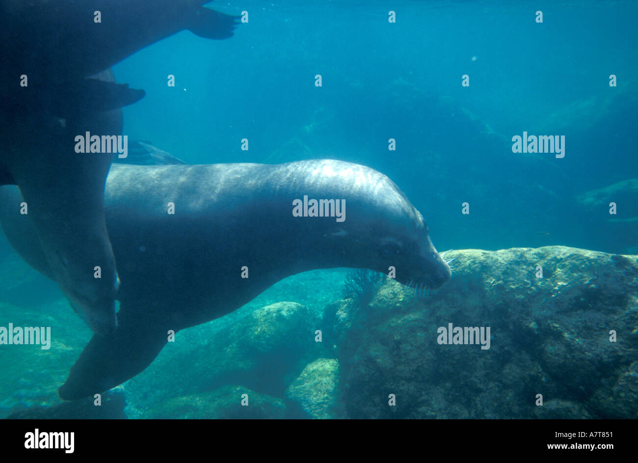 Seals in an Aquarium Stock Photo Alamy