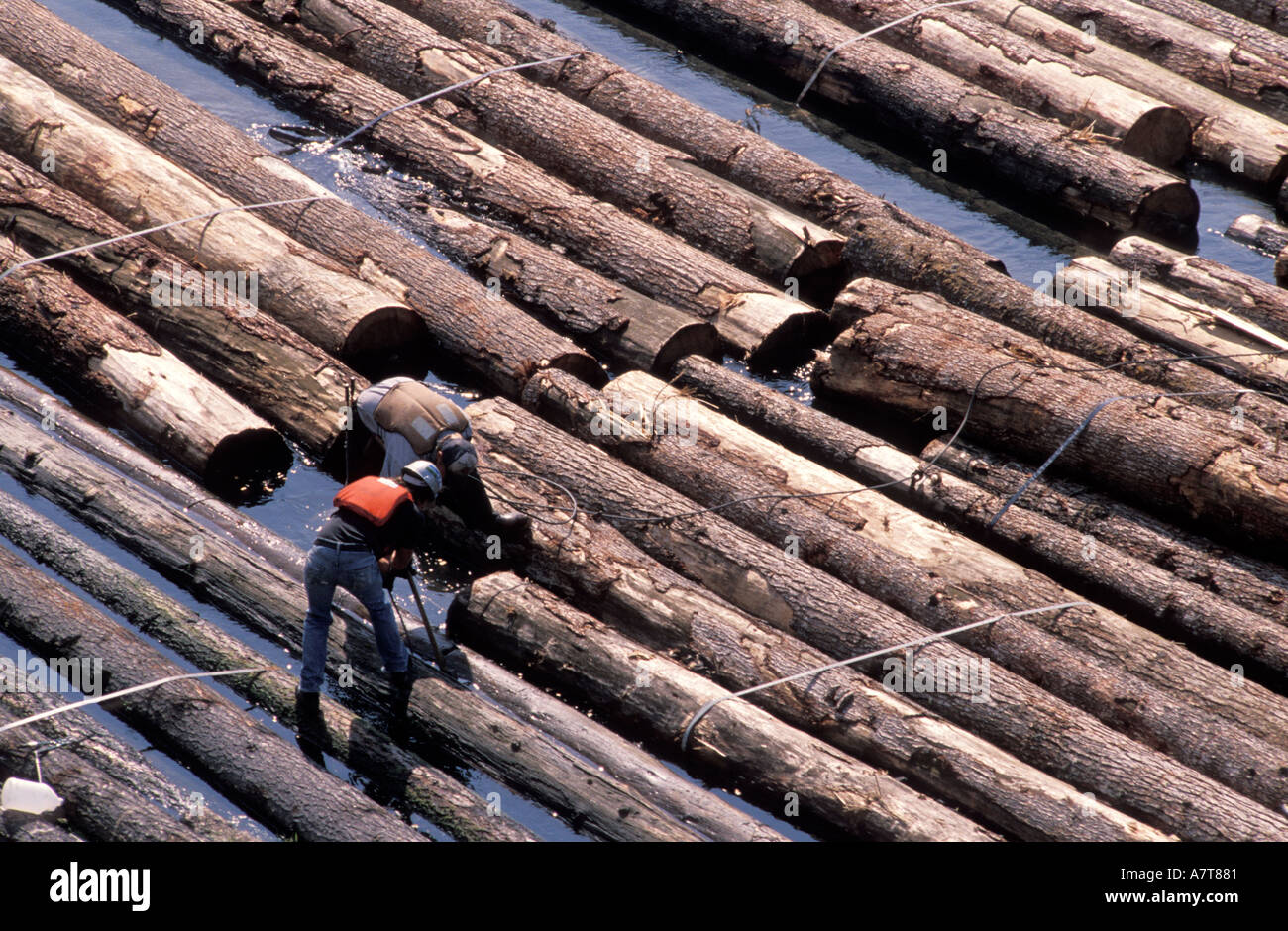 Floating Cut Logs Down a River Stock Photo Alamy