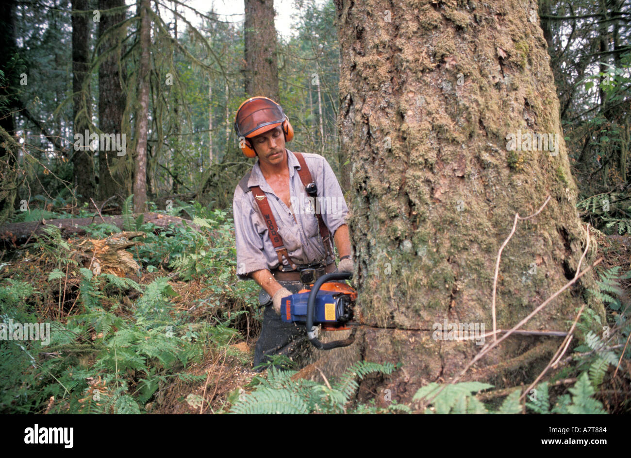 Logger Chainsawing a Tree Stock Photo Alamy