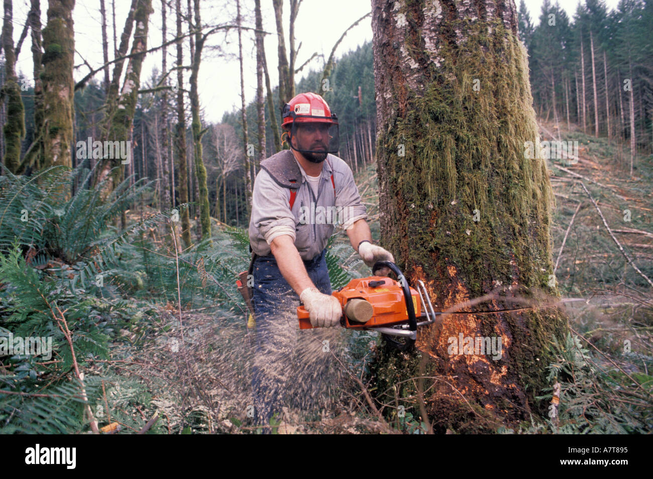 People cut down trees sell hi-res stock photography and images - Alamy