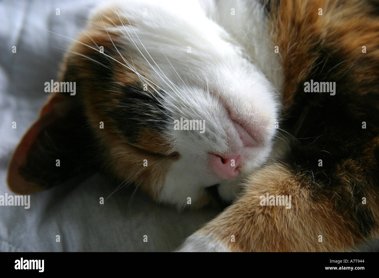 Sleeping cat Tortoiseshell pet cat asleep on laundry Stock Photo Alamy