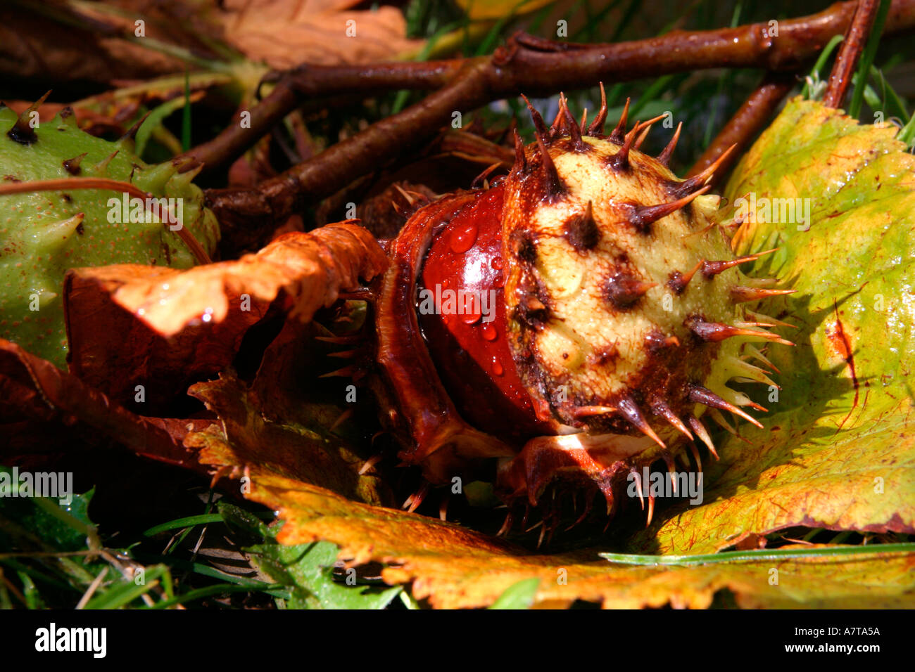 Horse Chestnut conker still within its shell attached to a small branch  Stock Photo