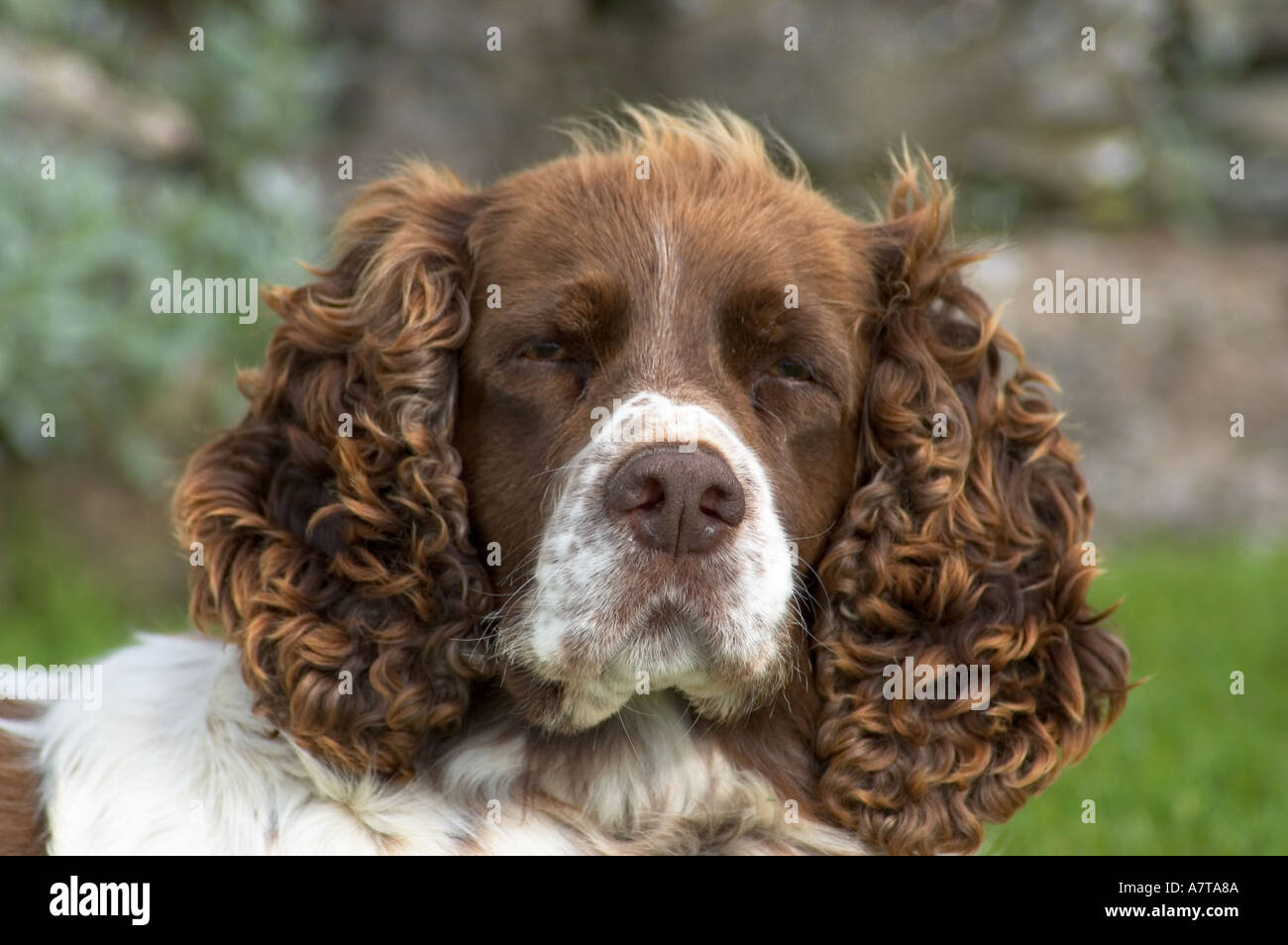 Spaniel Head Stock Photo