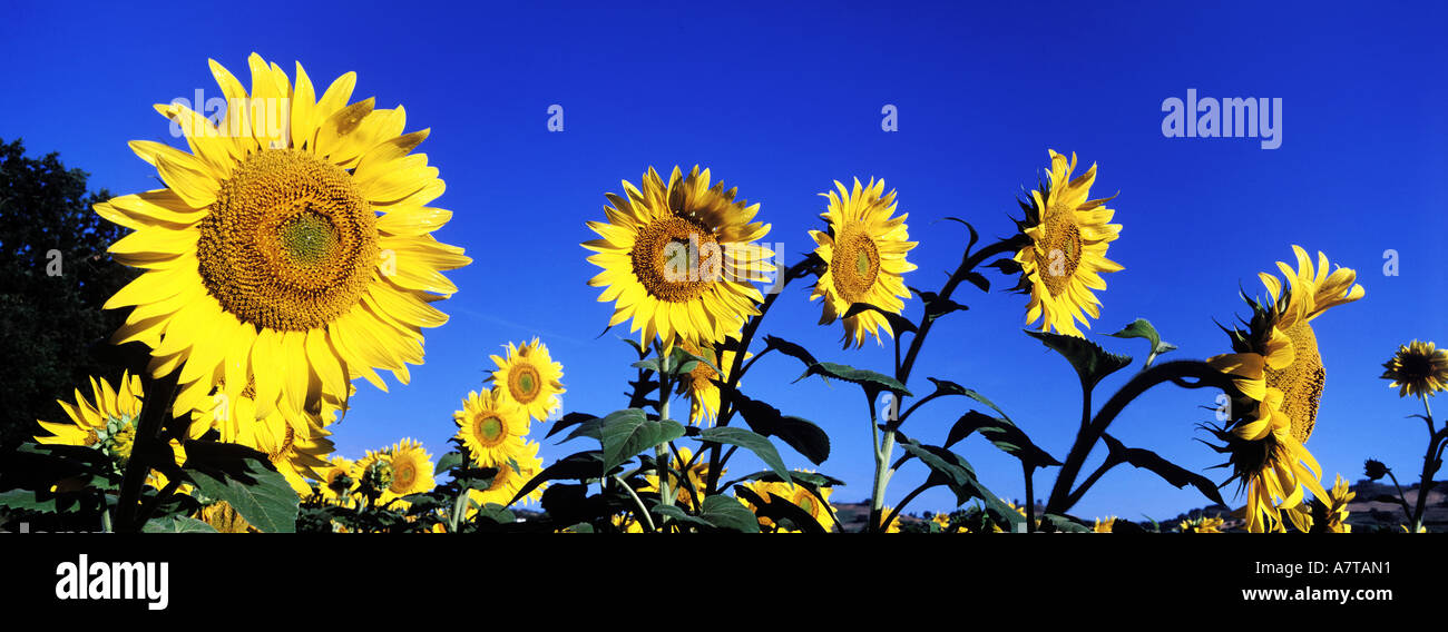 France, Tarn, sunflower cultivation Stock Photo