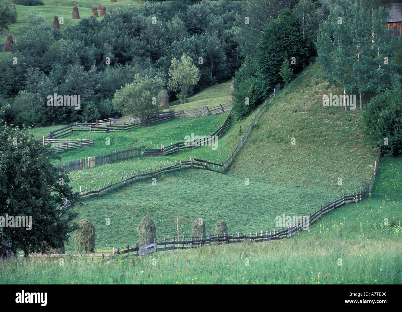 Tree and fences hi-res stock photography and images - Alamy