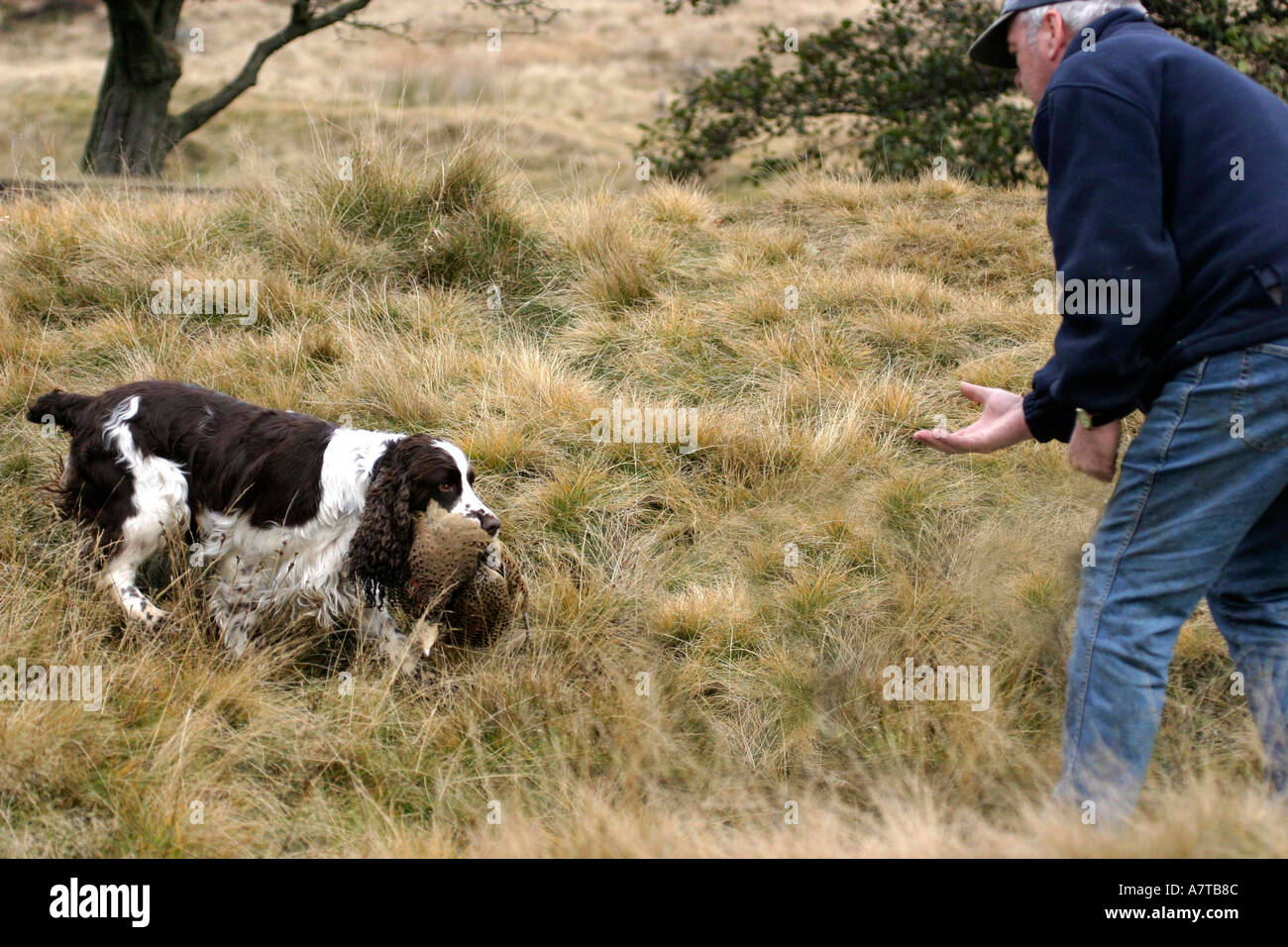 Gun dog Training Stock Photo Alamy