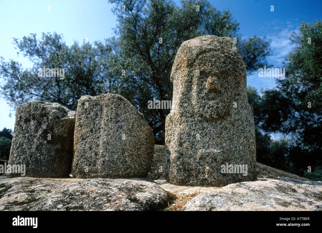 Several plant structures hi-res stock photography and images - Alamy