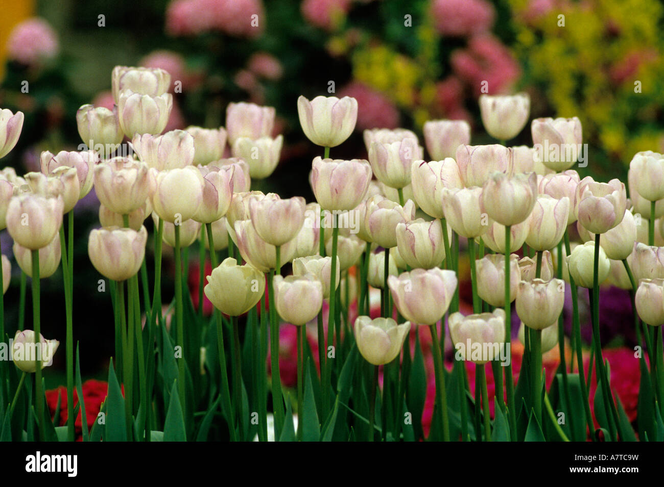 Spring in garden blossom tulips hi-res stock photography and images - Alamy