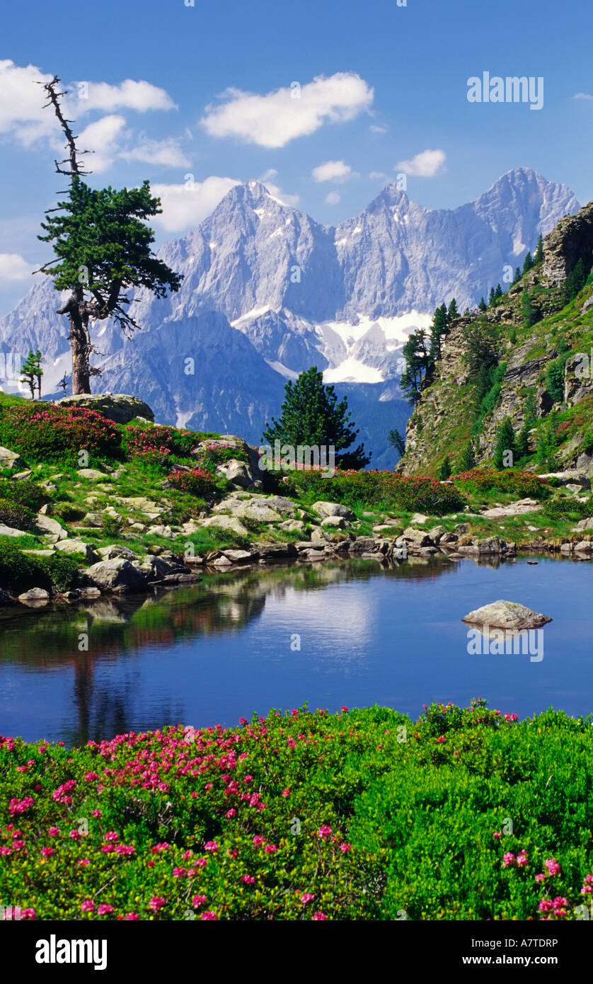 Flowers blooming near pond hires stock photography and images Alamy