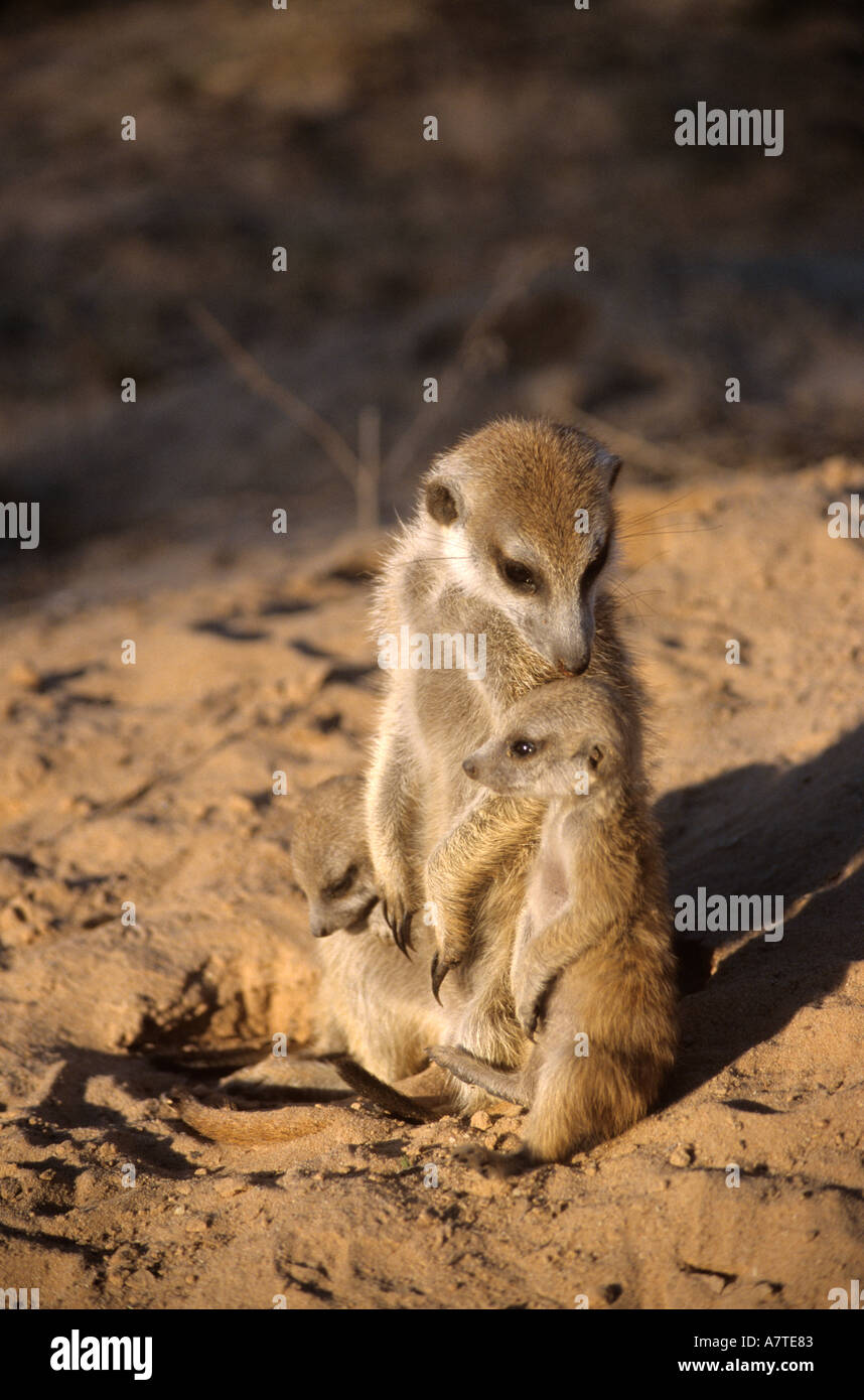 Female Meerkat helper grooms a pup in Kalahari Desert South Africa Stock Photo