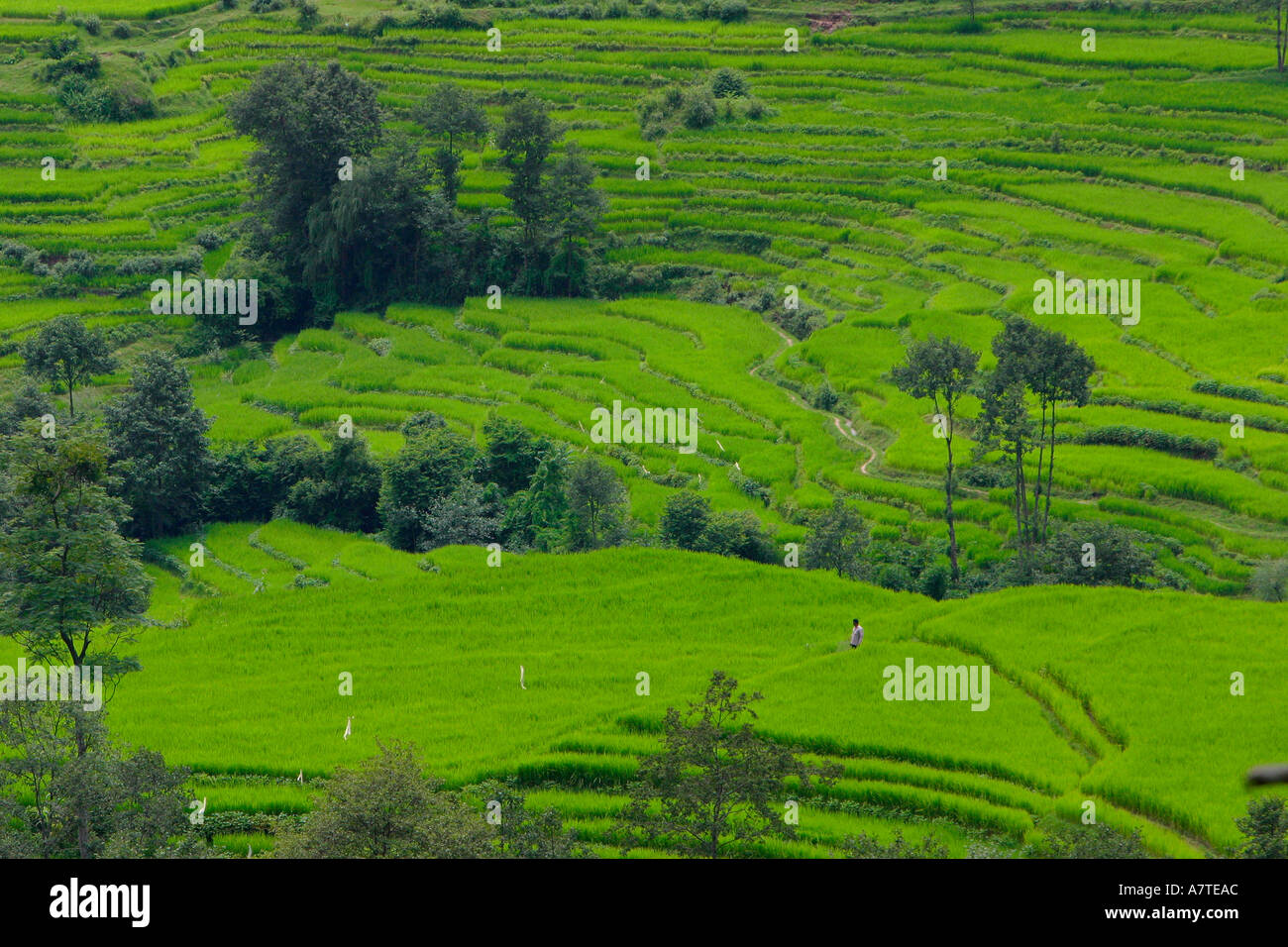 Man at work in rice paddies to the south of Kathmandu Stock Photo