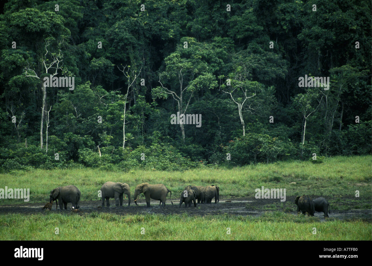 Forest elephants at a salt lick in the Ivindo National Park Gabon West Africa Mature forest trees tower in the background Stock Photo