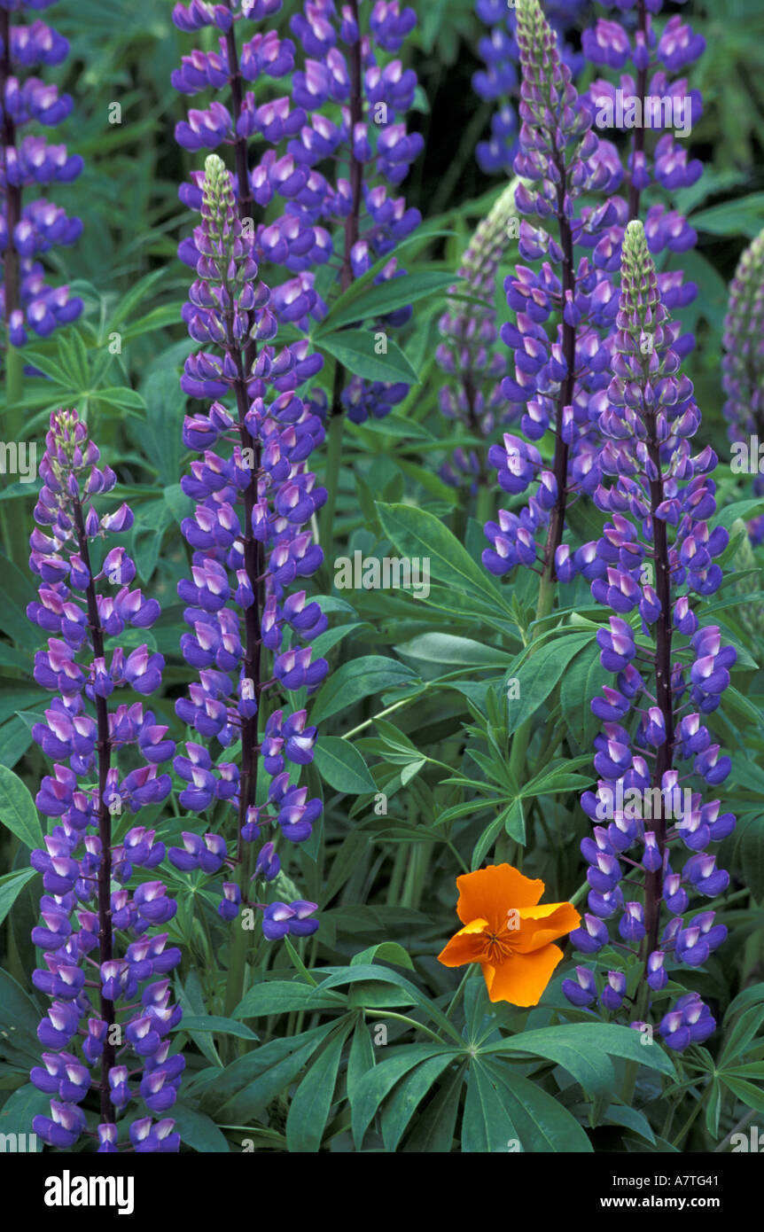 NA, USA, Washington, near Enumclaw; Lupine with orange poppy; summer Stock Photo