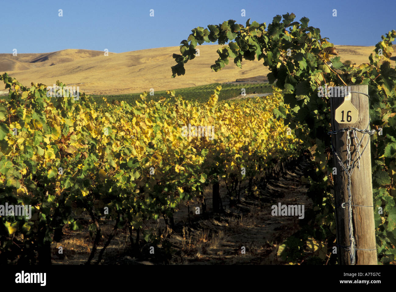 NA, USA, Washington, Buena. Yakima Valley Vineyards Stock Photo Alamy