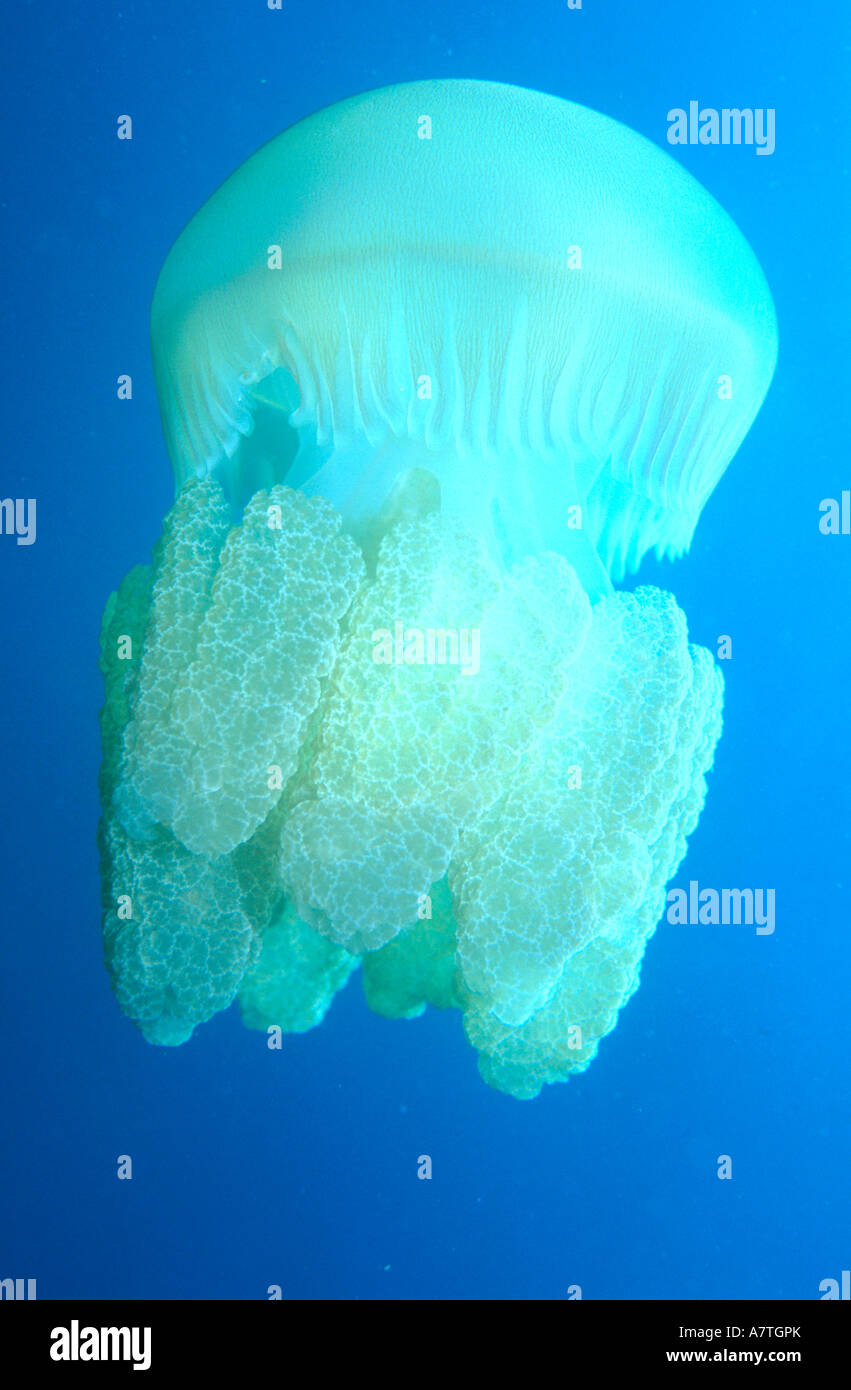 Cauliflower jellyfish hires stock photography and images Alamy