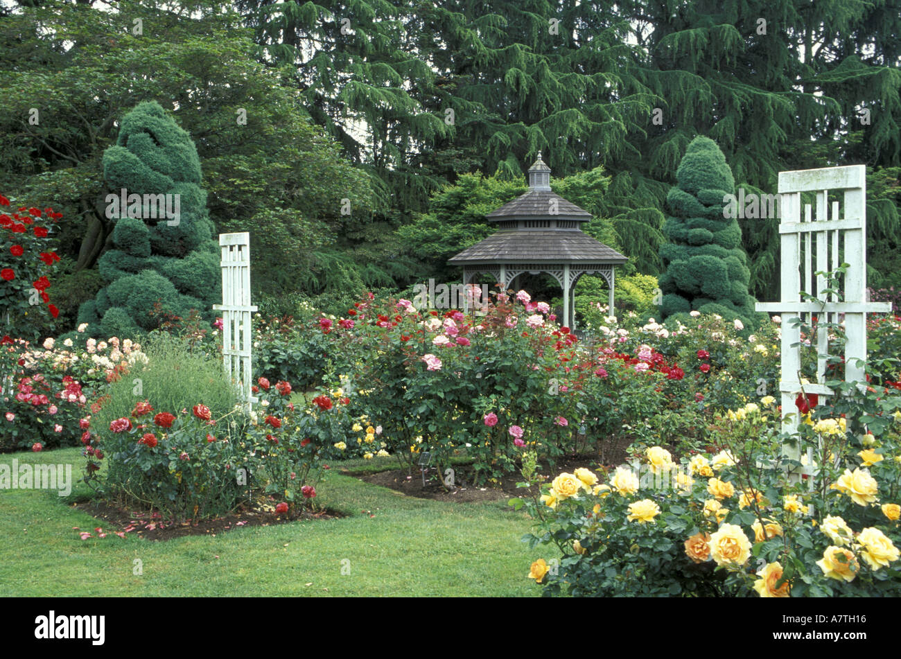 Usa Washington State Seattle Gazebo And Roses In Bloom At The