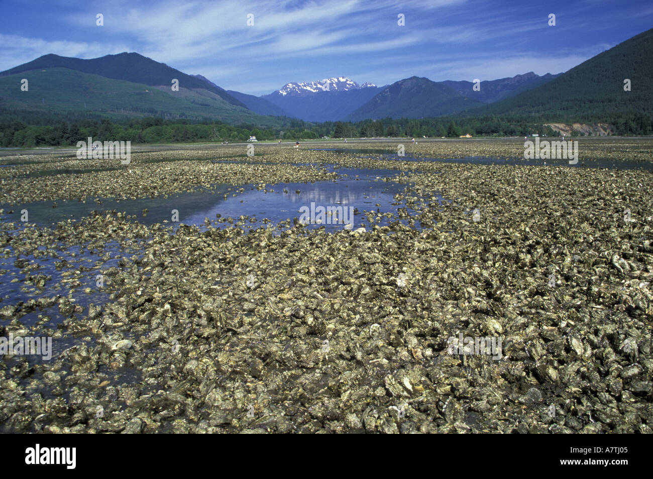 USA, Washington, Brinnon, Dosewallips State Park. Pacific oysters and