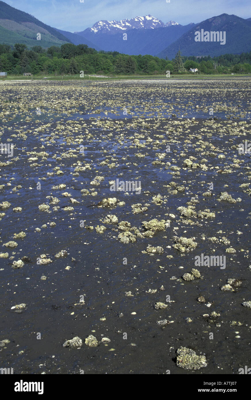 USA, Washington, Brinnon, Dosewallips State Park. Pacific oysters and